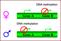 Genomic imprinting