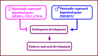 Proposed role of imprinted genes in Arabidopsis