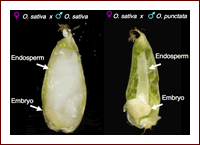 Reproductive barrier observed in rice endosperm of inter-specific cross