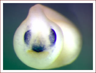 カエル胚写真