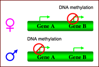 図1. ゲノムインプリンティングの模式図